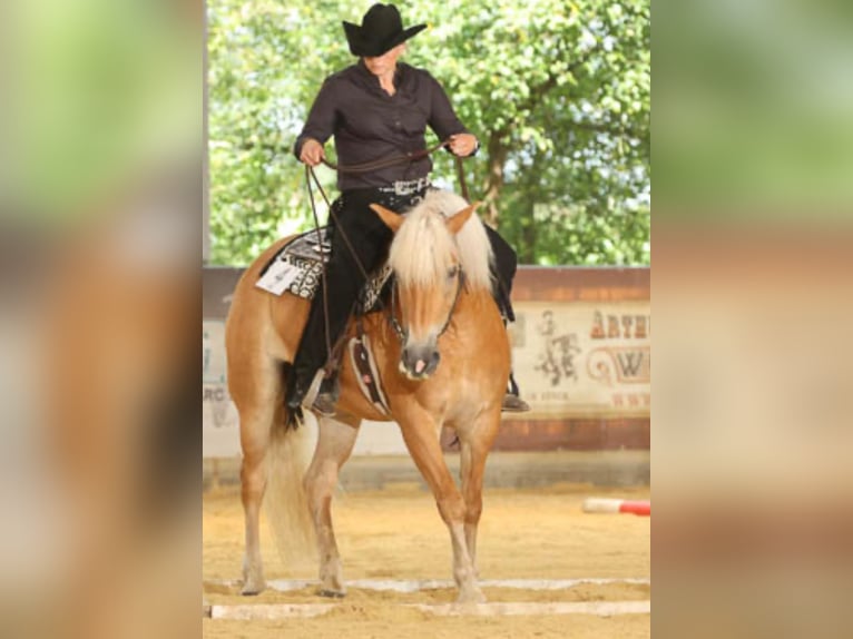 Haflinger Jument 10 Ans 156 cm Alezan in Dorsten