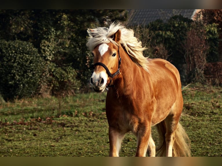 Haflinger Jument 10 Ans 156 cm in Schermbeck