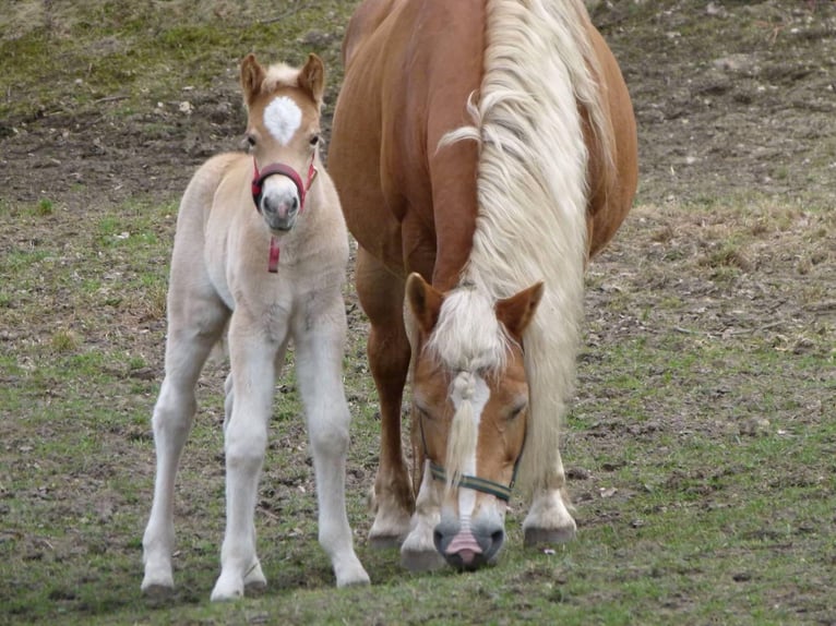 Haflinger Jument 10 Ans 156 cm in Schermbeck