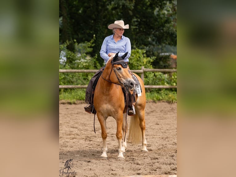 Haflinger Jument 10 Ans 156 cm in Schermbeck