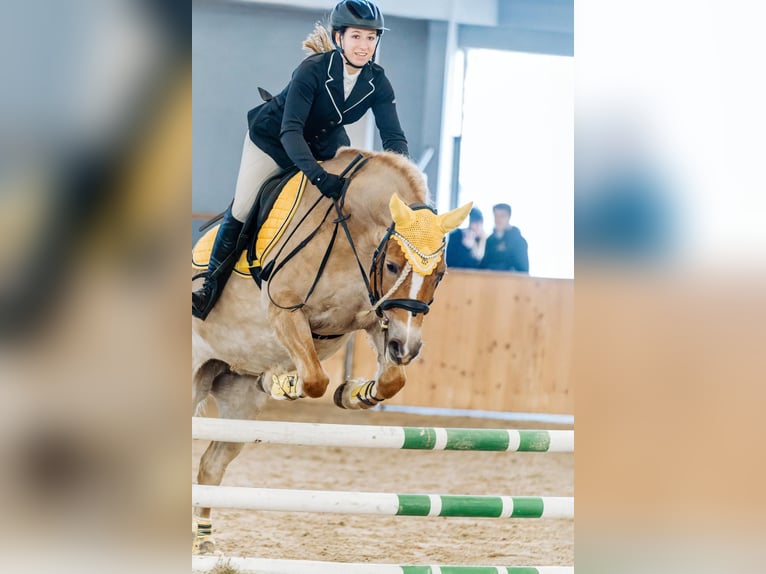 Haflinger Jument 11 Ans 145 cm in Novo mesto