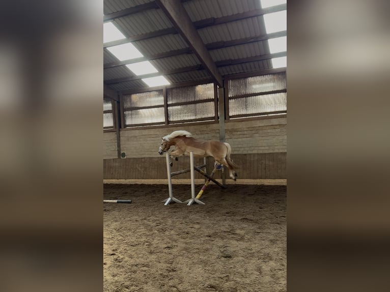Haflinger Jument 11 Ans 146 cm  in Klein Nordende