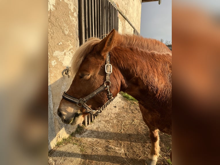 Haflinger Croisé Jument 11 Ans 147 cm Alezan in Stroheim