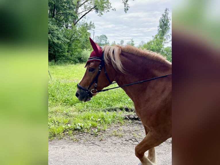 Haflinger Croisé Jument 11 Ans 147 cm Alezan in Stroheim