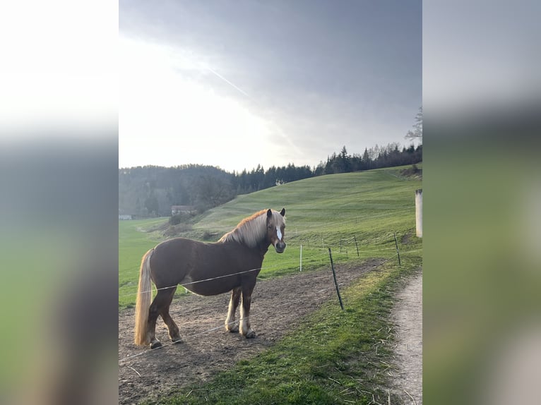 Haflinger Croisé Jument 11 Ans 147 cm Alezan in Stroheim
