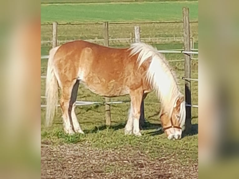 Haflinger Jument 11 Ans 147 cm Alezan in Hemmingen