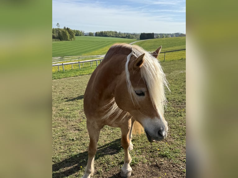 Haflinger Jument 11 Ans 148 cm Alezan in Blumberg