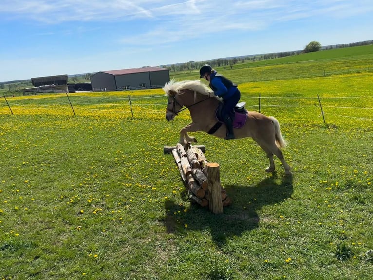Haflinger Jument 11 Ans 148 cm Alezan in Colmberg