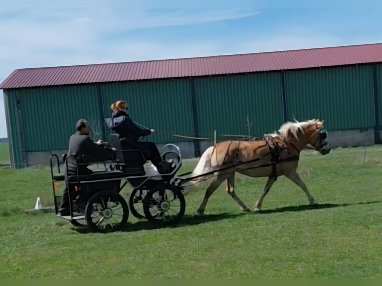 Haflinger Jument 11 Ans 148 cm Alezan in Colmberg