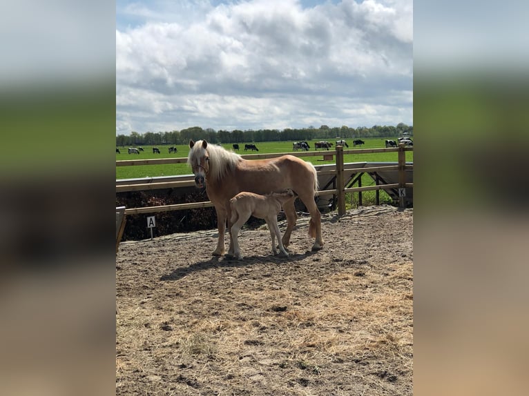 Haflinger Jument 11 Ans 148 cm in Doezum