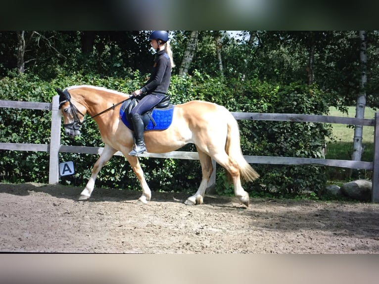 Haflinger Jument 11 Ans 148 cm in Doezum