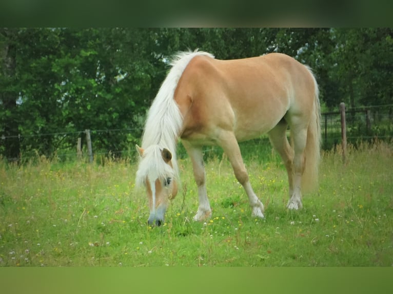 Haflinger Jument 11 Ans 148 cm in Doezum