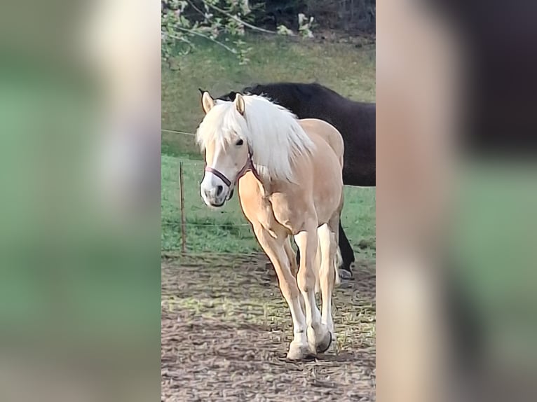 Haflinger Jument 11 Ans 148 cm in Oberdiessbach