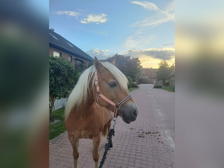 Haflinger Jument 11 Ans 150 cm Alezan in Garbsen