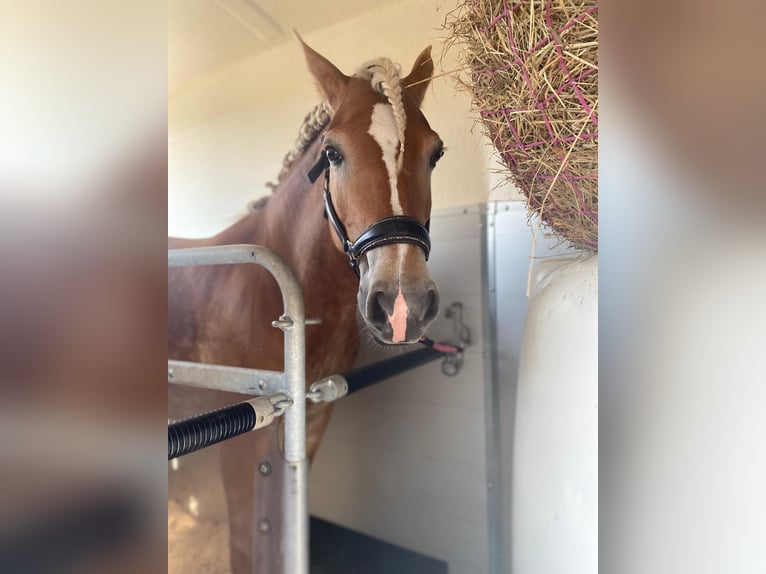 Haflinger Jument 11 Ans 150 cm Alezan in Wasb&#xFC;ttel