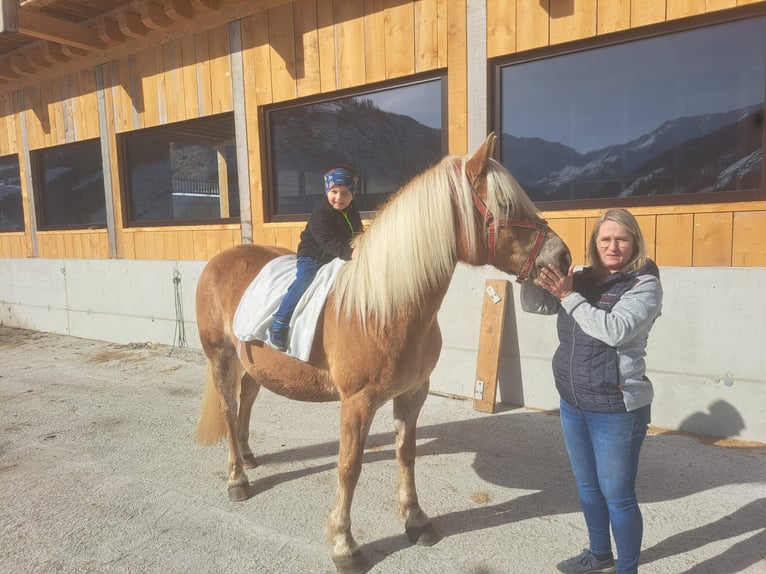 Haflinger Jument 11 Ans  in Obertilliach