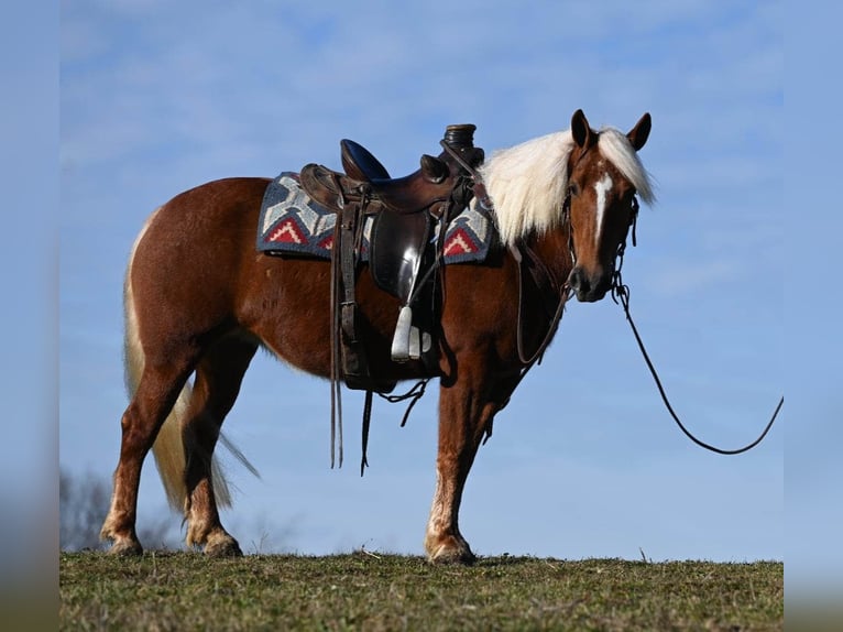 Haflinger Jument 12 Ans 135 cm Alezan brûlé in Millersburg OH