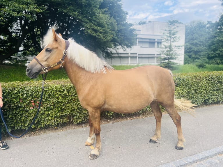 Haflinger Croisé Jument 12 Ans 140 cm Palomino in Dietikon