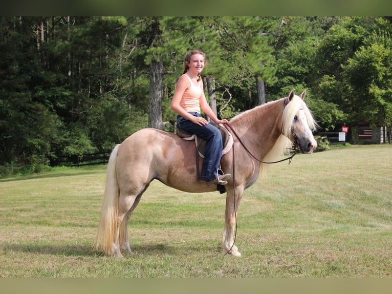 Haflinger Jument 12 Ans 140 cm in Cleveland, TN