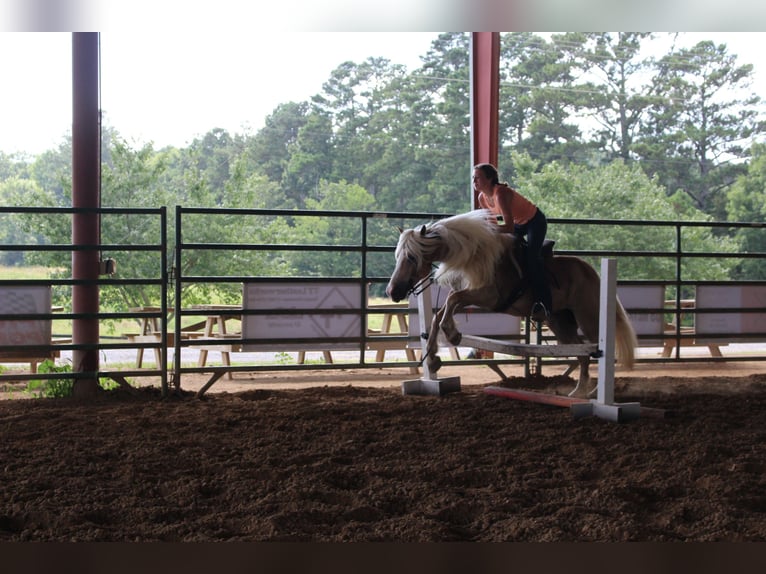 Haflinger Jument 12 Ans 140 cm in Cleveland, TN