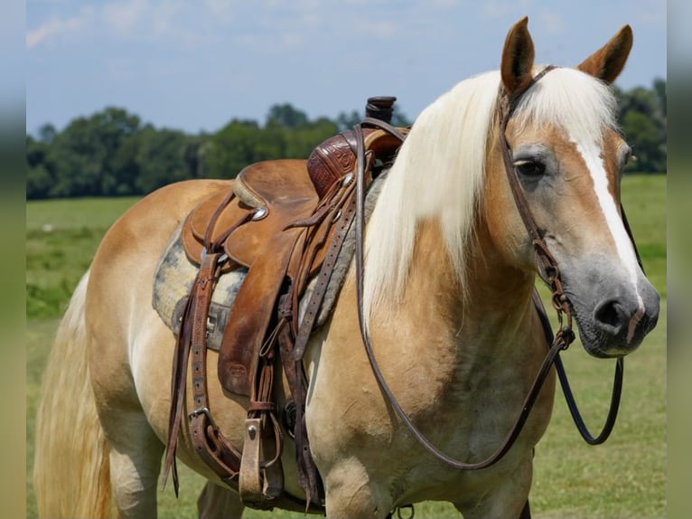 Haflinger Jument 12 Ans 142 cm Palomino in Huntsville