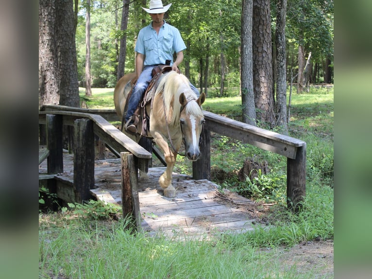 Haflinger Jument 12 Ans 142 cm Palomino in Huntsville