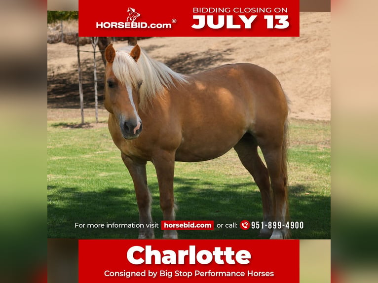 Haflinger Jument 12 Ans 142 cm Palomino in Norco