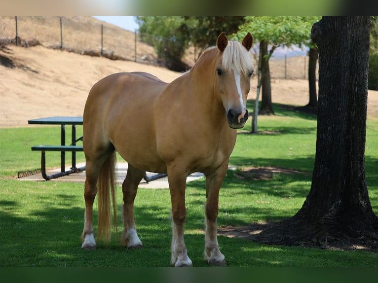 Haflinger Jument 12 Ans 142 cm Palomino in Norco