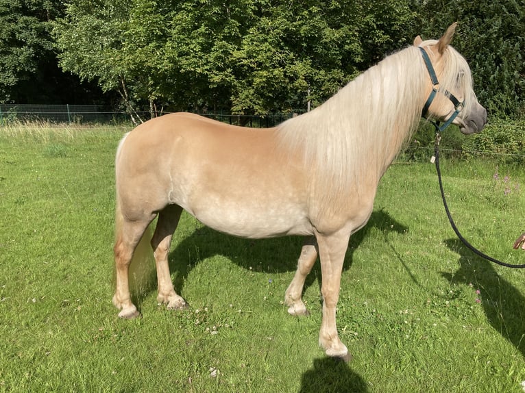 Haflinger Jument 12 Ans 146 cm Alezan in Finsterbergen