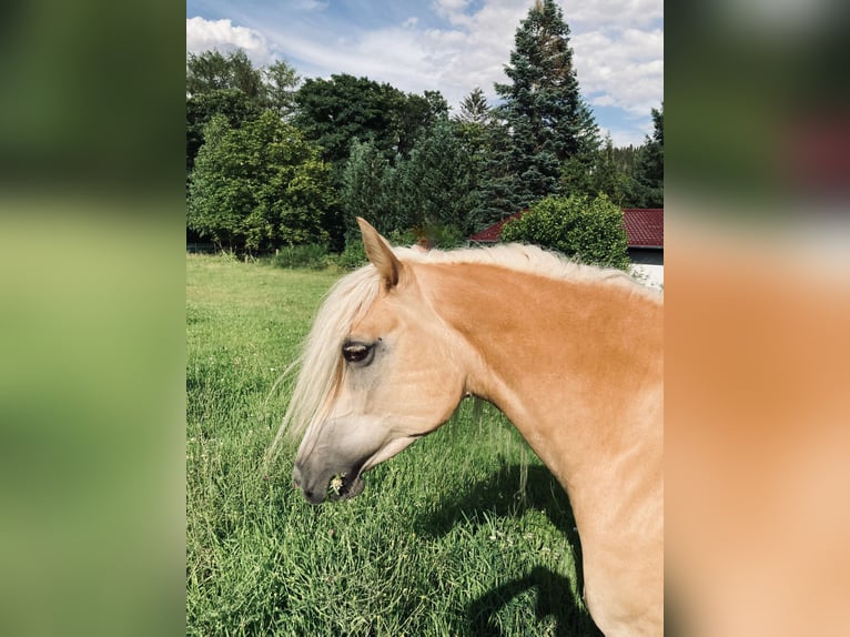 Haflinger Jument 12 Ans 146 cm Alezan in Finsterbergen