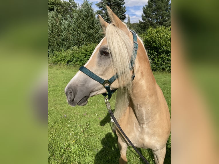 Haflinger Jument 12 Ans 146 cm Alezan in Finsterbergen