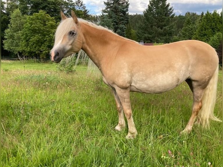 Haflinger Jument 12 Ans 146 cm Alezan in Finsterbergen