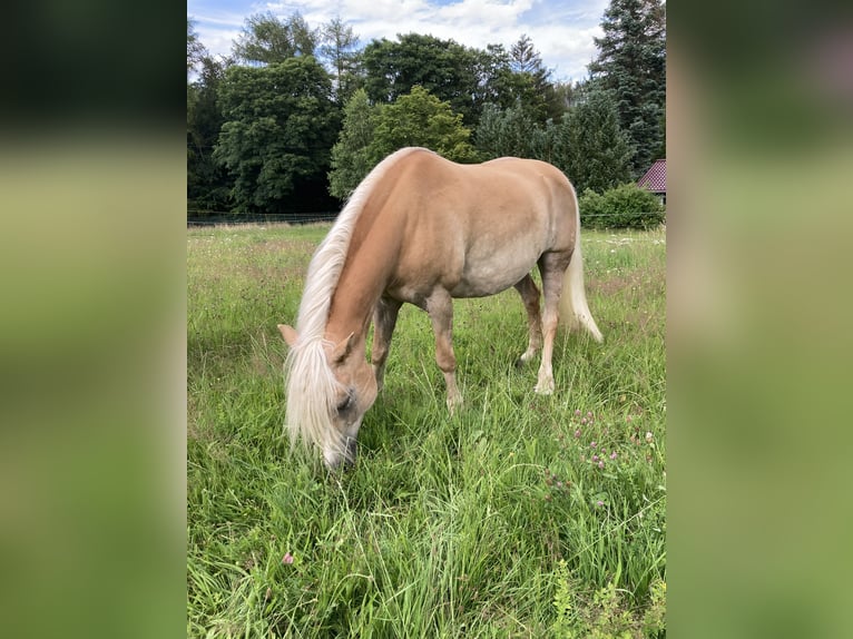 Haflinger Jument 12 Ans 146 cm Alezan in Finsterbergen