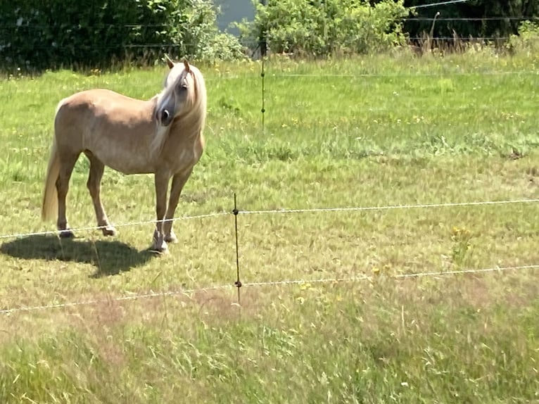 Haflinger Jument 12 Ans 146 cm Alezan in Finsterbergen