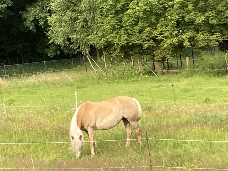 Haflinger Jument 12 Ans 146 cm Alezan in Finsterbergen