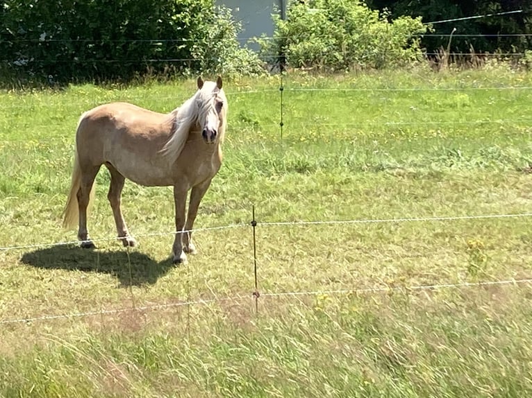 Haflinger Jument 12 Ans 146 cm Alezan in Finsterbergen