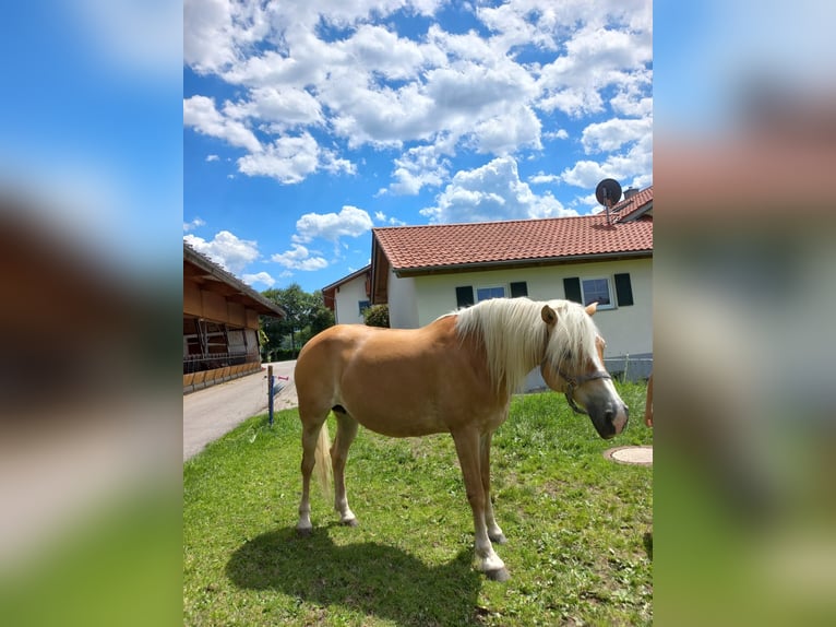 Haflinger Jument 12 Ans 148 cm Alezan in Weissenbach am Lech