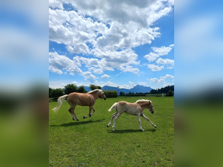 Haflinger Jument 12 Ans 148 cm Alezan in Weissenbach am Lech