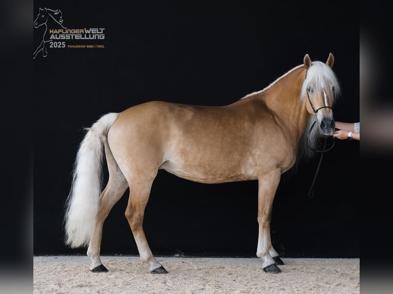 Haflinger Jument 12 Ans 148 cm  in Desselbrunn