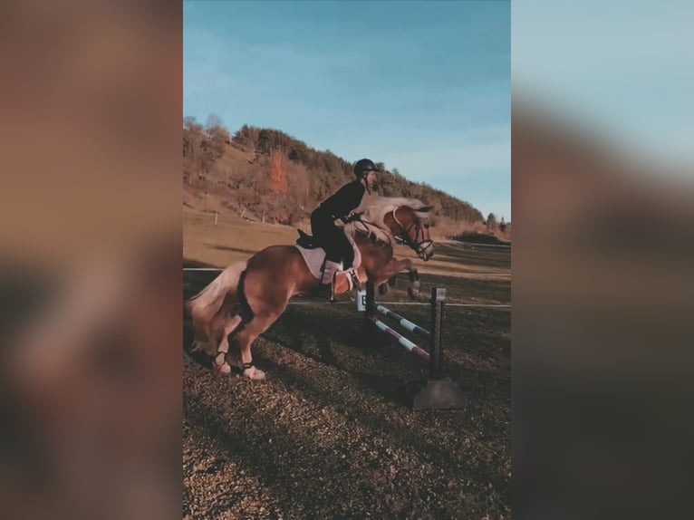 Haflinger Jument 12 Ans 150 cm Alezan in Schöntal