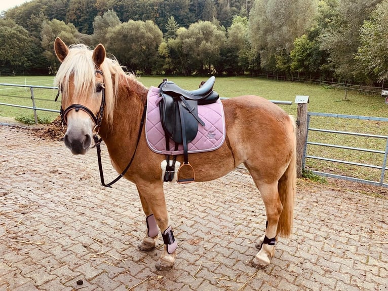 Haflinger Jument 12 Ans 150 cm Alezan in Schöntal