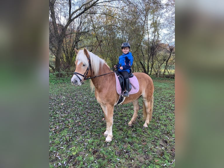 Haflinger Jument 12 Ans 150 cm Alezan in Schöntal