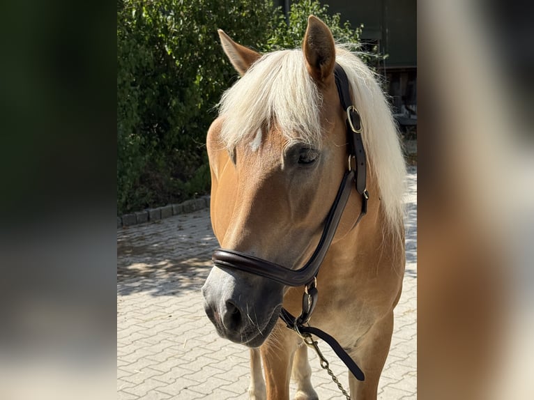 Haflinger Jument 12 Ans 150 cm Alezan in Mainbernheim