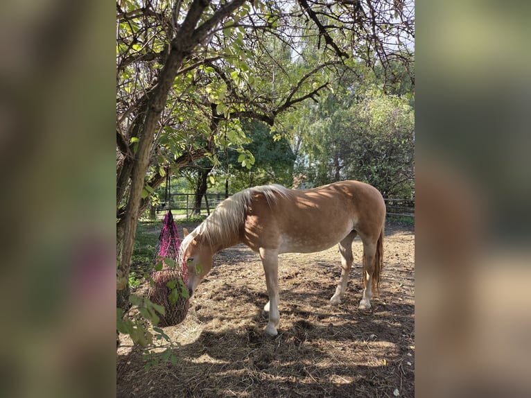 Haflinger Jument 12 Ans 150 cm Alezan in Stettenhof