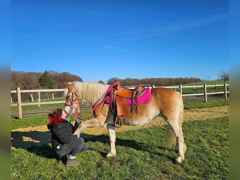 Haflinger Jument 12 Ans 150 cm Alezan in Linkenbach