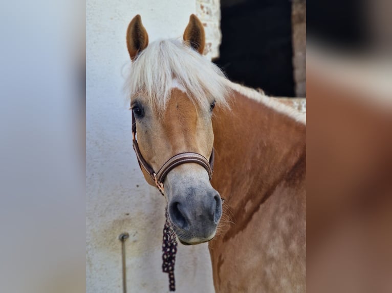 Haflinger Jument 12 Ans 153 cm Alezan in Bösleben