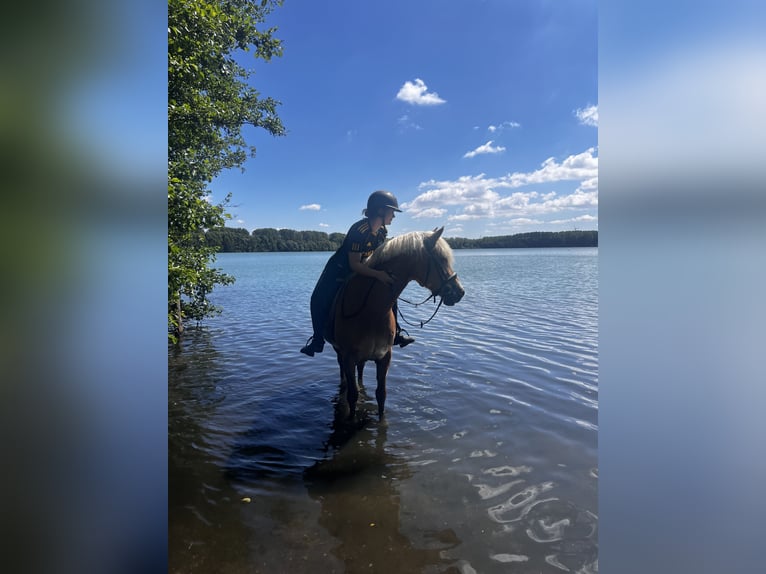 Haflinger Jument 12 Ans 155 cm Alezan in Eschweiler
