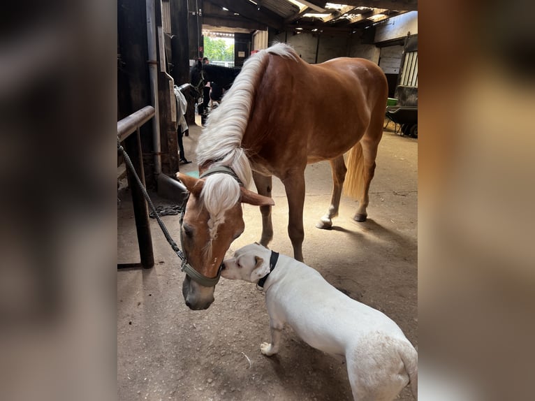 Haflinger Jument 12 Ans 155 cm Alezan in Eschweiler