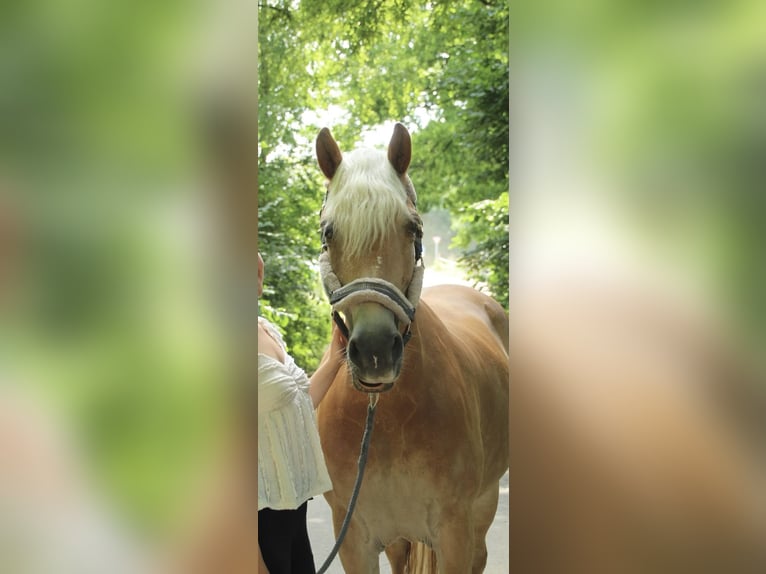 Haflinger Jument 12 Ans 155 cm Alezan in Eschweiler