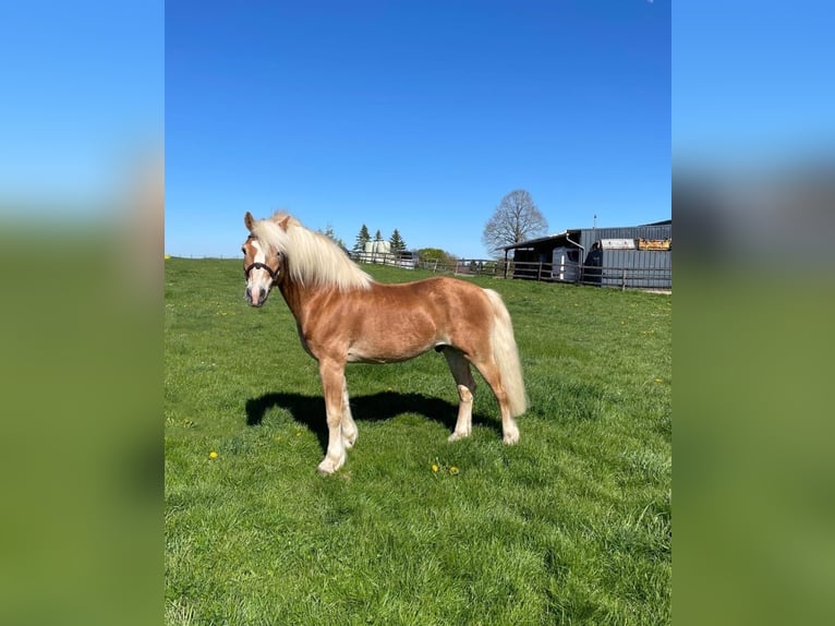 Haflinger Jument 12 Ans 155 cm Alezan in Nettersheim